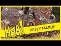 HEA! Erop uit met de husky's