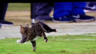 Thursday night football Cat on field Miami Dolphins vs Baltimore Ravens