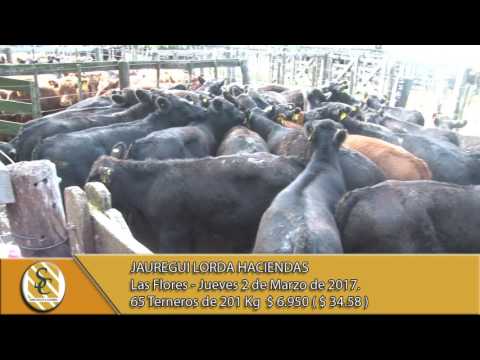 02-03-17 Venta de Machos - Jauregui Lorda Haciendas - Las Flores.