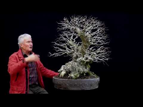 SandevBonsai - 2018. Bonsai sessions with Walter Pall/Part 6