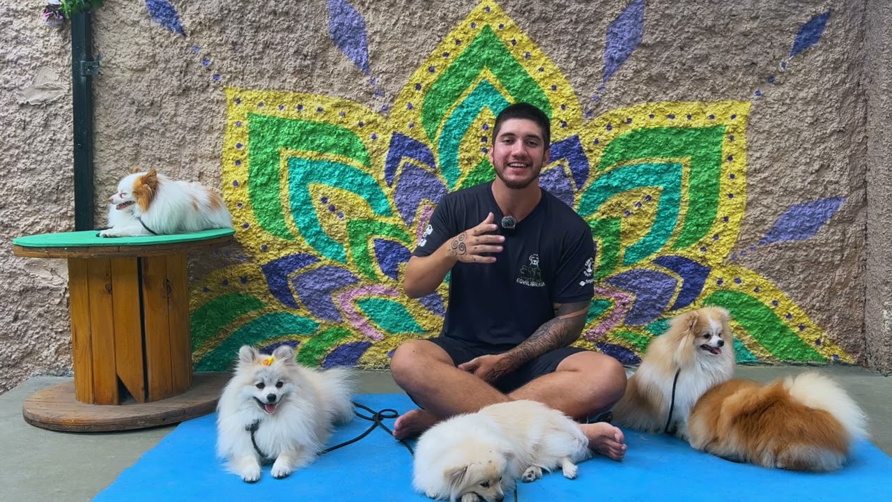 Guia de raças - spitz alemão