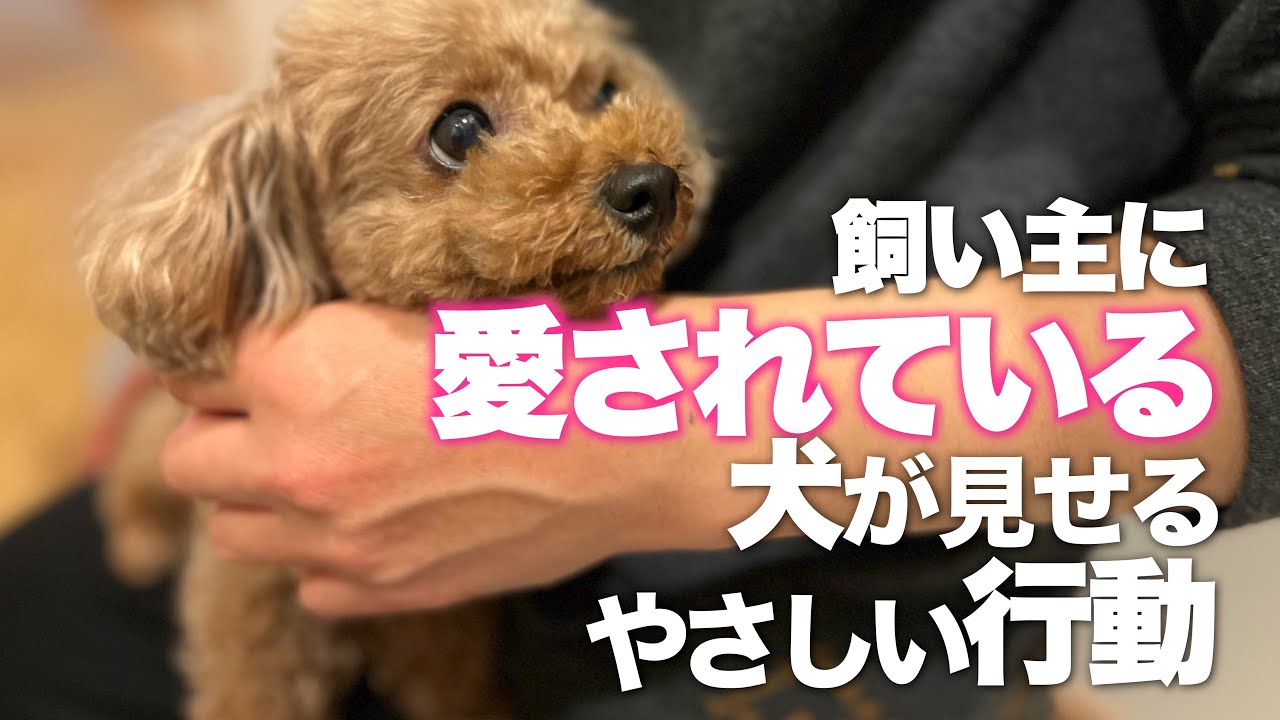 愛されている犬が見せる行動　優しさや感謝を伝える犬の仕草
