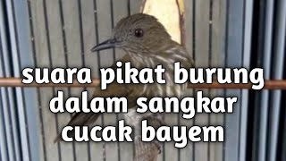 Download lagu Suara burung cucak bayem/rawis mp3