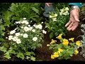 Gardening In America - Planting A Moonlight Garden
