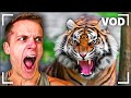 Reacts Day 377 Joe Bartolozzi