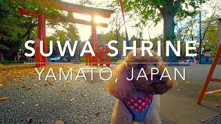 犬散歩：諏訪神社