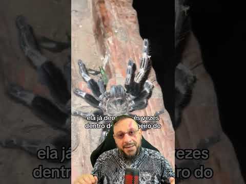 Morar em sítio? Cuidados com animais peçonhentos