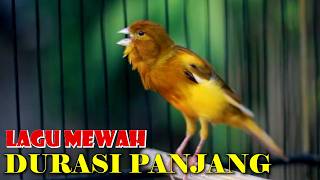 Download lagu KENARI GACOR PANJANG, TERAPI KENARI PAUD CEPAT BUNYI GACOR mp3 Download lagu KENARI GACOR PANJANG, TERAPI KENARI PAUD CEPAT BUNYI GACOR mp3