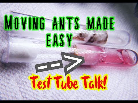Switch Ant Test Tubes Like A BOSS
