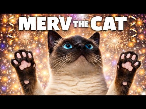 MERV the Talking Cat's BEST Moments of 2025 😹✨