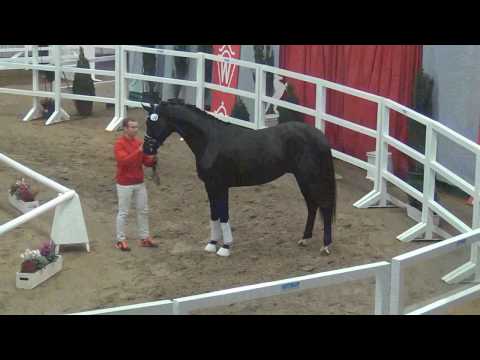 NRW-Hauptkörung 2018 - Hengst v. Don Nobless x Hotline-Donnerhall