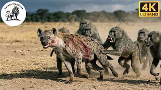 Baboon vs Hyena A Deadly Clash Between Two Savanna Dominators #animaldocumentary | Savage Kingdoms