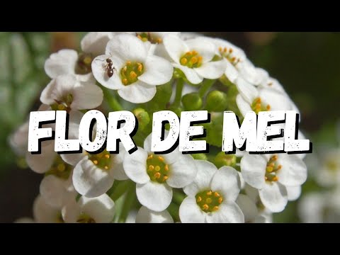 Flor video