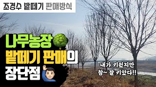 나무 밭떼기 판매방식의 장단점 | 나무대장