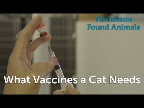 What Vaccines a Cat Needs - YouTube