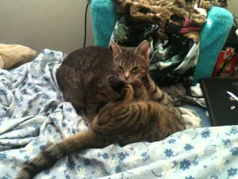 Bataille Missy-Belle et Louana ;)