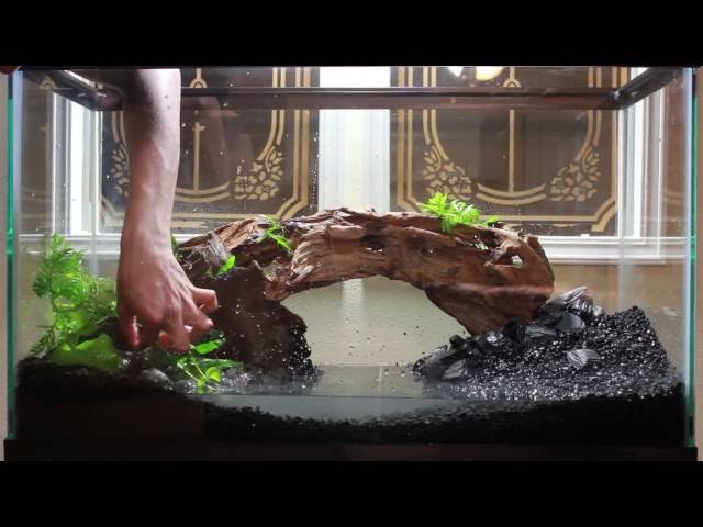 29G Aquascape Timelapse