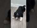 Mini Bernedoodle dogs for sale: Isabella - Video 1