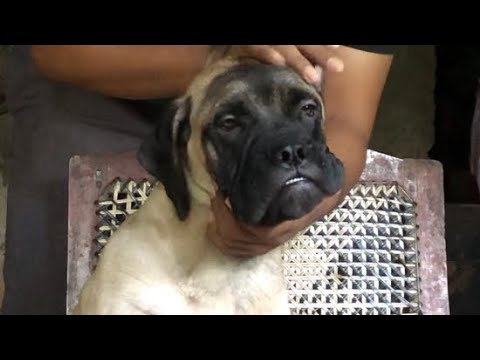 හුරතලේ හොදටම දගෙත් හොදටම 🥰🥰 #doglover #subscribe