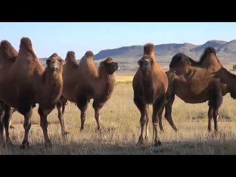 Niezwykly Swiat - Stepy Kazachstanu