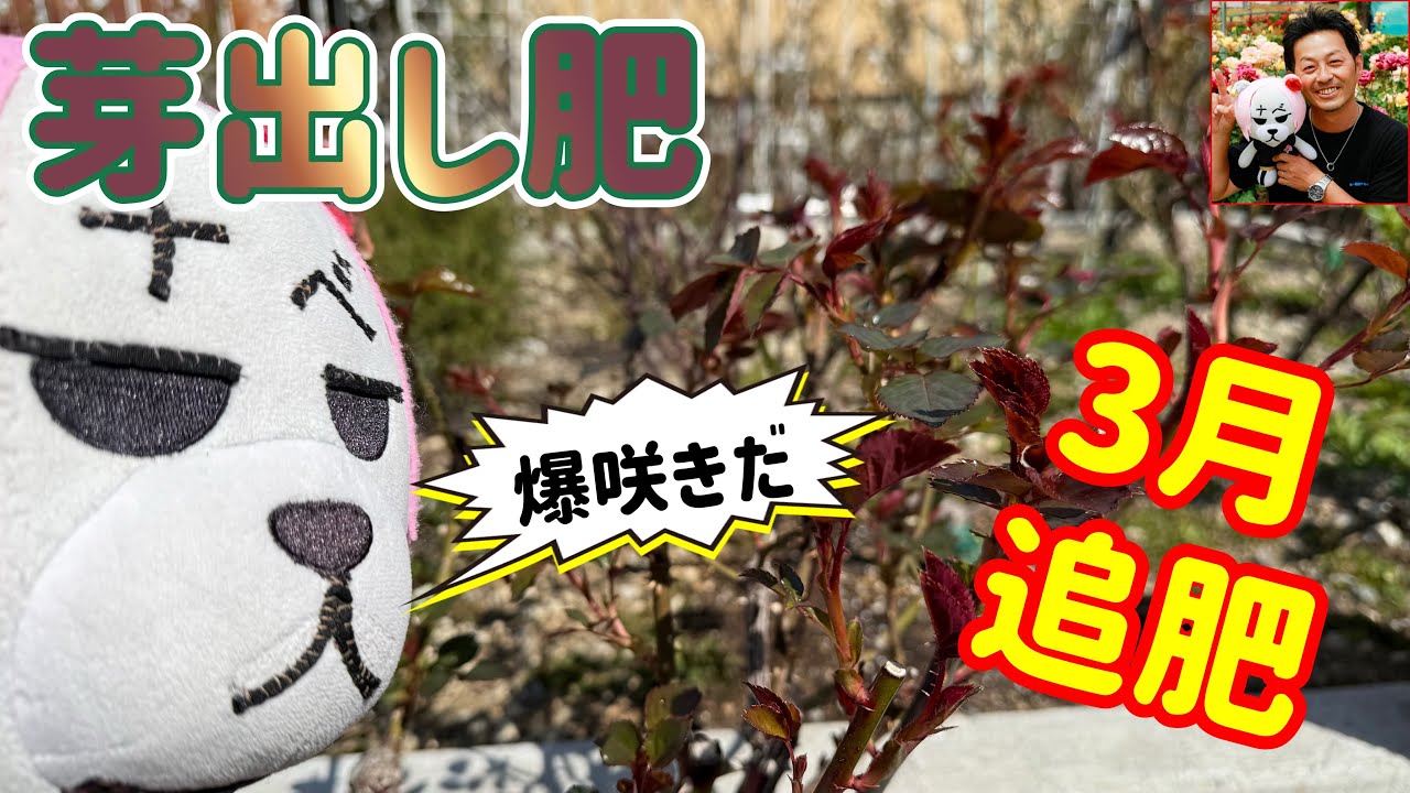 3月の追肥【芽出し肥】爆咲きに向けてさらに準備‼️