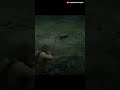What happens if we shoot an arrow at the pig's head #shorts #rdr2