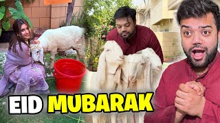 Shippu Ka Last Day 😭 | Bakray Ki Qurbani Khud Ki 🐐 | Eid Mubarak to All Ducky Bhai Army ❤️
