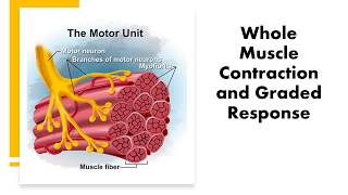 Bio 50A: Whole Muscle Contraction and Graded Response