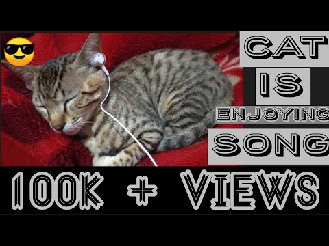 Cat is enjoying song while sleeping #youtube #deveshgamer