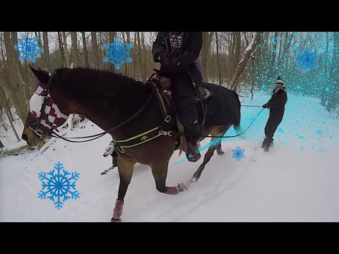 Winter Dog Run w/ HORSE & SNOWBOARD