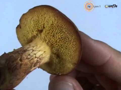 chalciporus piperatus