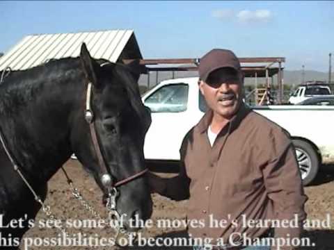 01 Andalusian Horse For Sale - SOLD