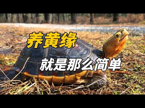 黃緣閉殼龜