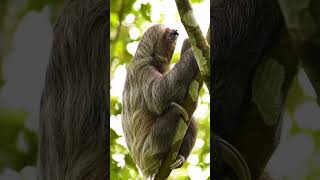 Download lagu '시간의 마법사: 두발가락나무늘보의 우아한 상승''The Wizard of Time: The Graceful Rise of the Two-Toed Sloth#shorts mp3