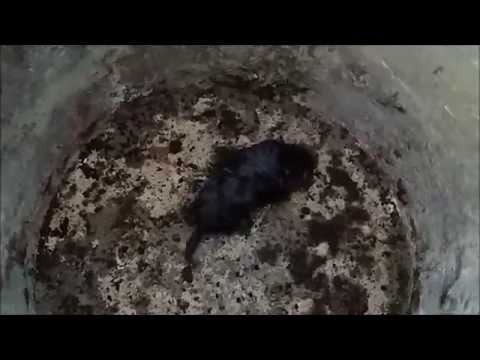 Polowanie na kreta - Kret II