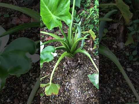 モンステラ・デリシオサと競合する野外クワズイモを維持するにはどうすればよいですか?  庭園