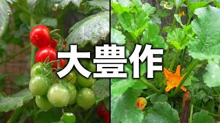 【何もない日常系】お庭のVLOG13
