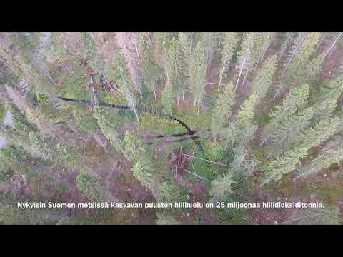 Poimintahakkuu tasaikäisessä kuusikossa