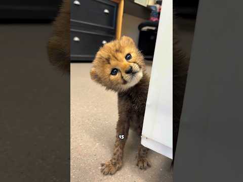 Cheetah Cubs Are Way Cuter Than You Think!
