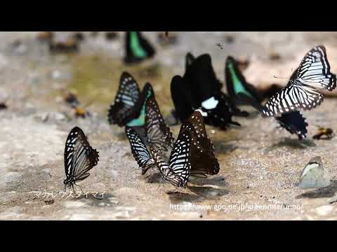 タイのアゲハチョウ