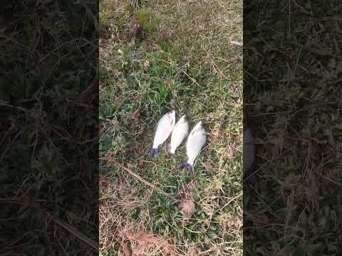 represa da cerâmica, olimpio Noronha mg.Saiu três curimba. Escreve ,compartilha deixa um curtir 👍