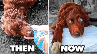 Tied Up Dog Dumped Near River In Bag, Gets A Miraculous Visit
