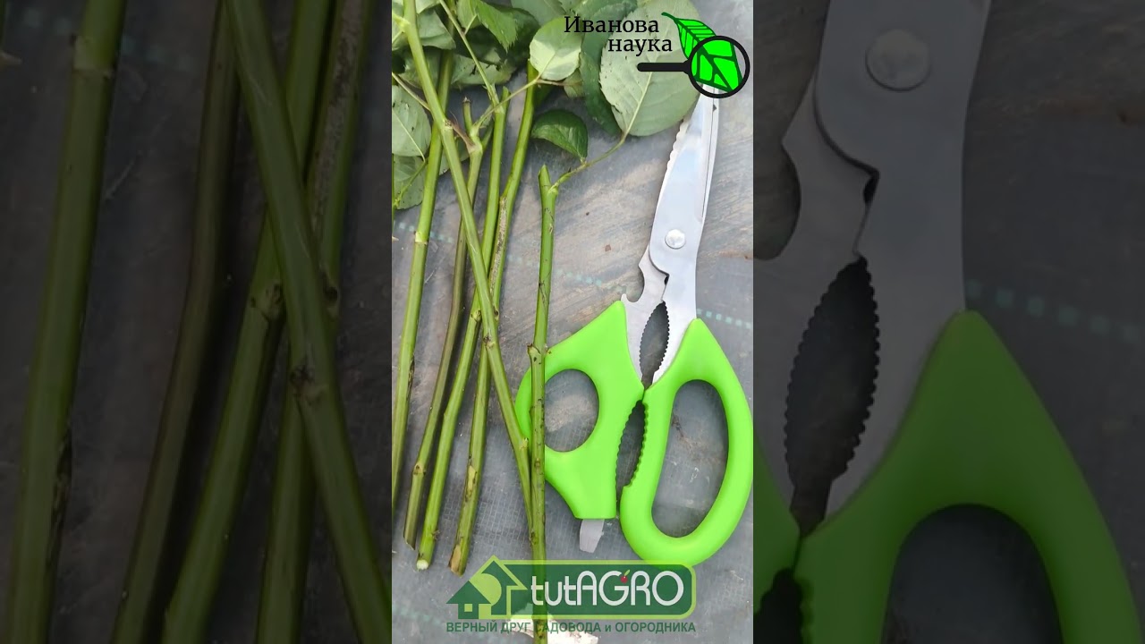 НЕ ВЫБРАСЫВАЙТЕ СТАРЫЙ БУКЕТ! Укореняю розы и все остальное МИГОМ! Как укоре?