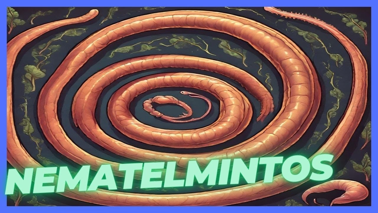 Nematelmintos - Características  e classificação #aulaonline