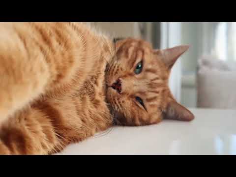 Close-up of Dickie lying on the table and purring loudly
