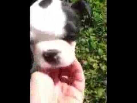 Mick the puppy heals from "swimmer puppy syndrome"