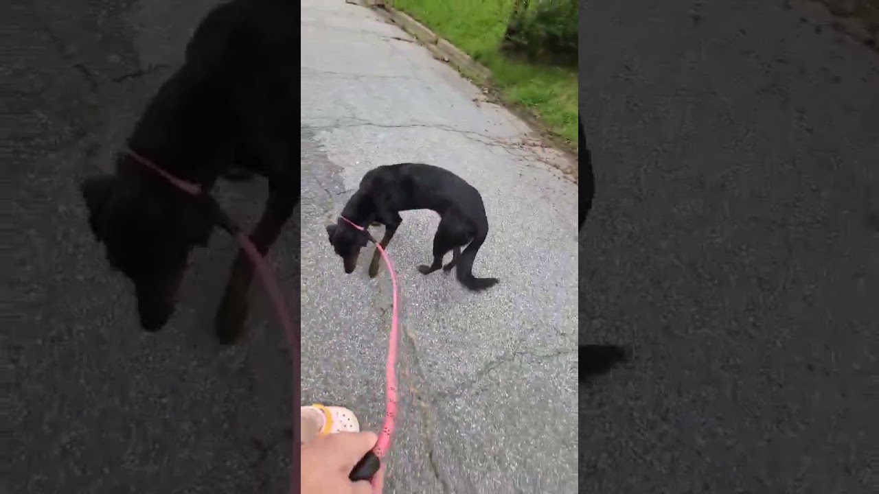 Enlarge Kahlua, a Adoptable mixed breed in Pottstown, PA video 5/6