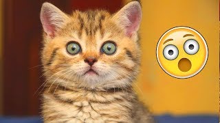 Я РЖАЛ ПОЛ ЧАСА | Смешные Коты и Собаки | ПРИКОЛЫ С ЖИВОТНЫМИ | Cute Cats