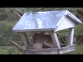 En rotte i et fugle foderhus