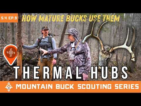 How a Mature Buck is Using a Thermal Hub (We Found A Buck Dead) | Mountain Buck Scouting Series